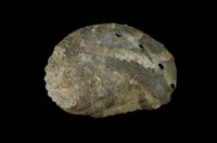 藏品(瘤鮑螺)的圖片